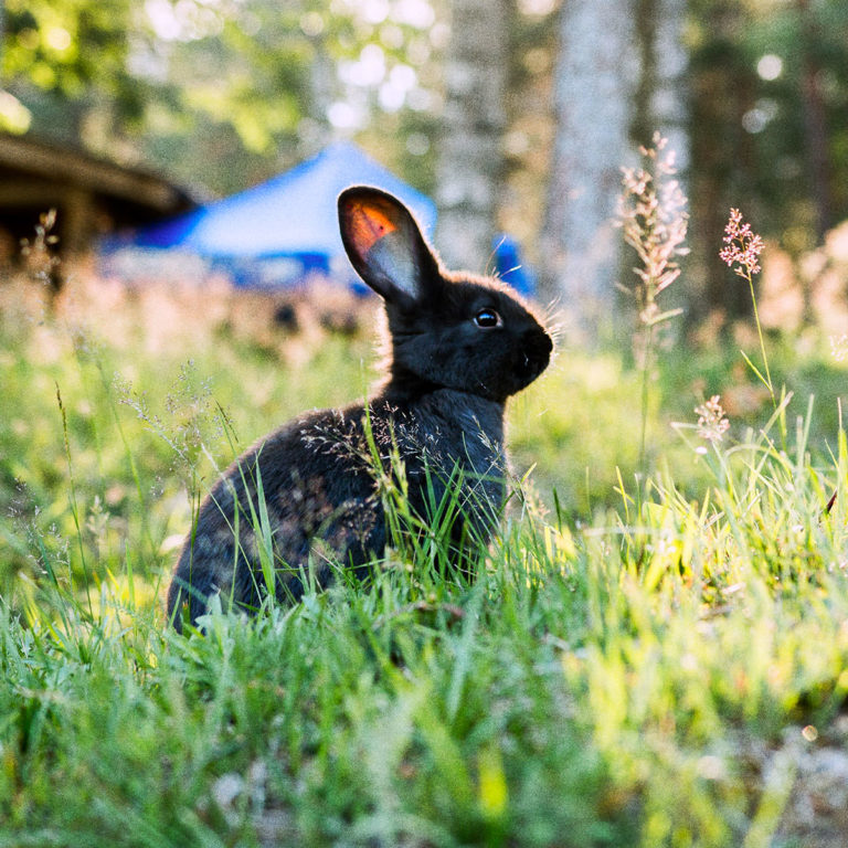 Seeweide Naturcampingplatz Penzlin