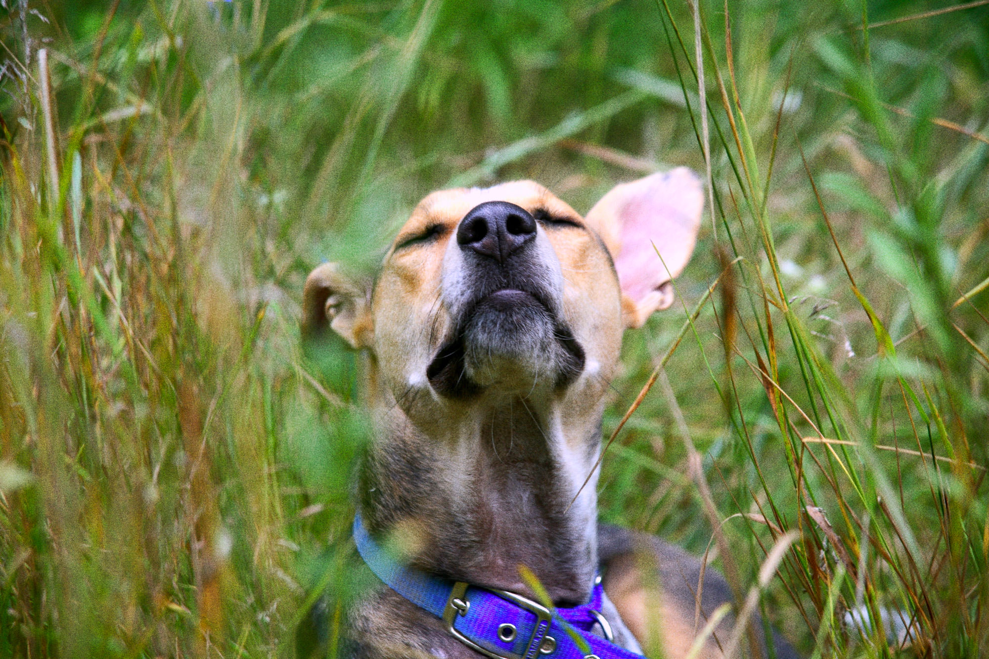 2. Seeweide Hundefest am 3.Mai 2025 » Seeweide Naturcampingplatz Penzlin